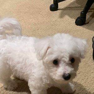 Meet your Posher, Henry